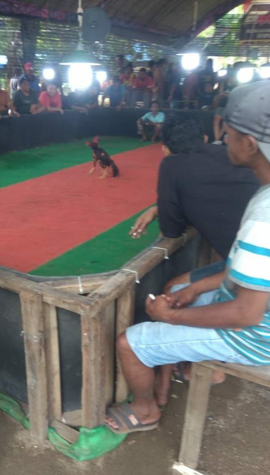 Perjudian Sabung Ayam di Trenggalek Marak, Masyarakat Geram dan Desak Aparat Bertindak Tegas!