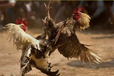 RUSAK KETERTIBAN UMUM, POLSEK PANDAAN GEREBEK LOKASI SABUNG AYAM DI PLINTAHAN