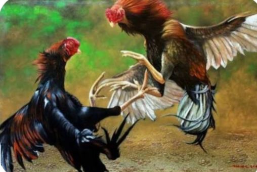 Judi Sabung Ayam Disebut Semakin Marak di Sepulu, Warga Minta Polres Bangkalan Tindak Tegas