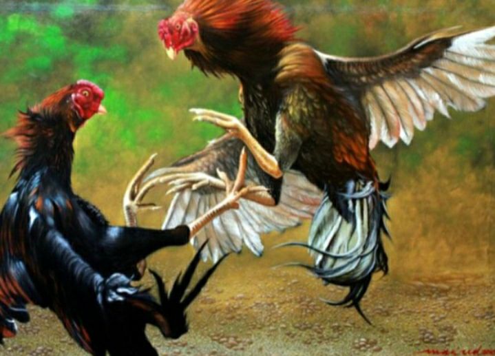 DUGAAN SABUNG AYAM DI KLATEN PANDAAN RESAHKAN WARGA, MASYARAKAT DESAK APARAT BERTINDAK TEGAS